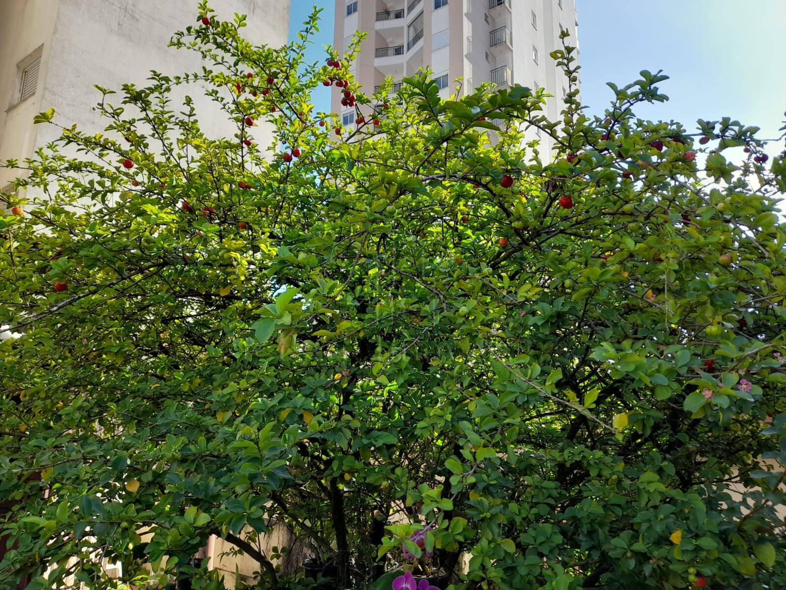 Terreno, 450 m² - Foto 14